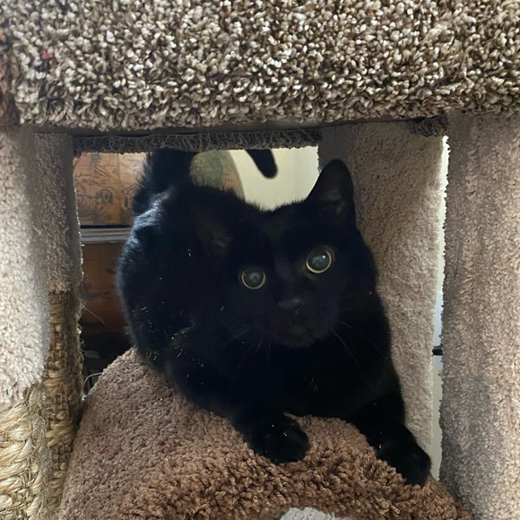 Meet your Posher, Angela - Picture 1 of 1